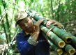 Vietnam bamboo